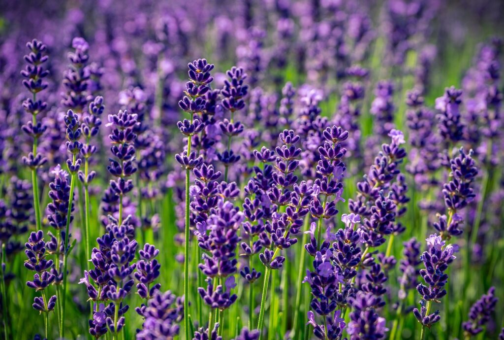 lavender, nature, purple
