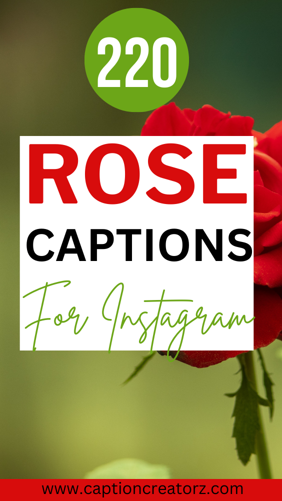 220 Stunning Rose Captions