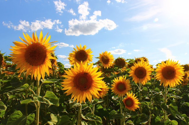 Sunflower captions for instagram