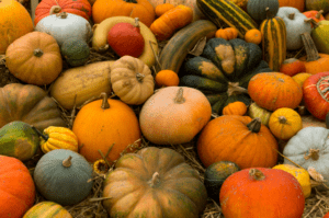 220 Pumpkin Patch Captions for Fall