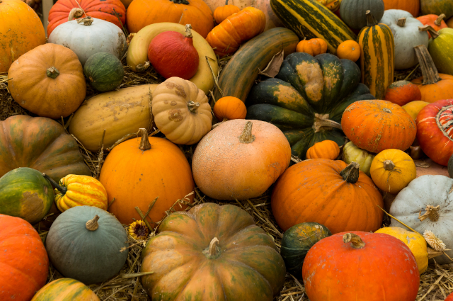 220 Pumpkin Patch Captions for Fall